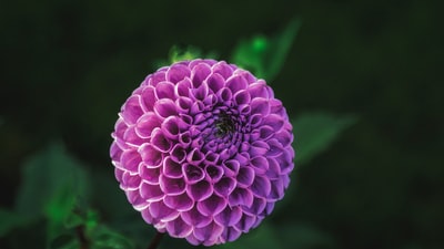 紫色的花在微距镜头
